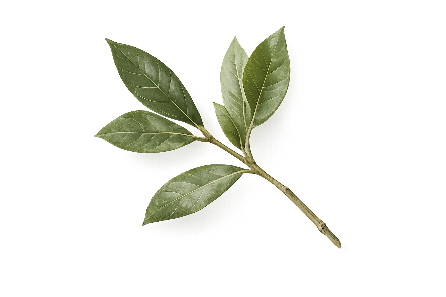 Leaf